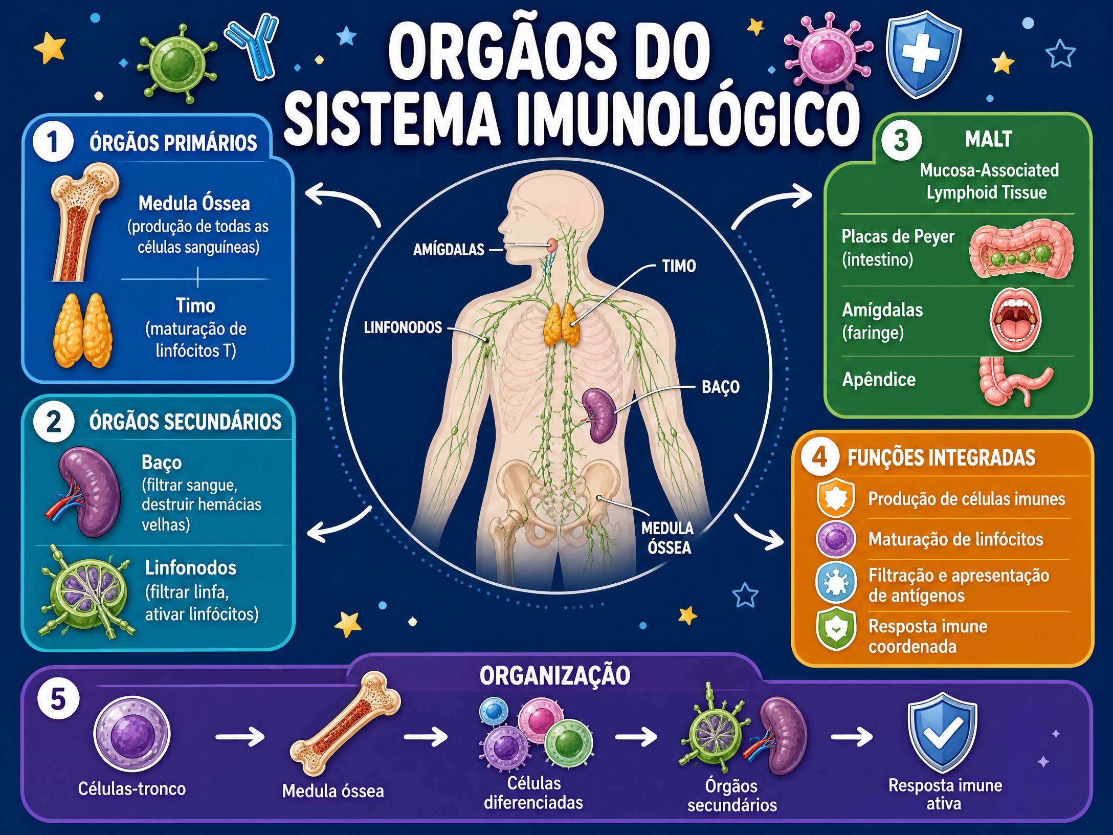 Mapa Imunologia Horizontal